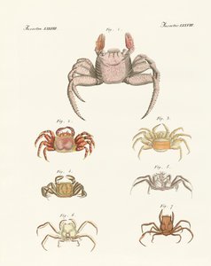 Different Kinds of Crabs by German School