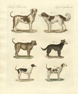 Different Kinds of Dogs by German School