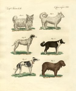 Different Kinds of Dogs by German School