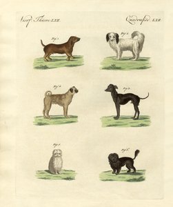 Different Kinds of Dogs by German School