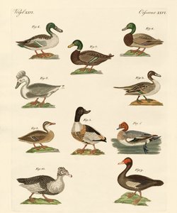 Different Kinds of Ducks by German School