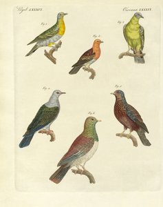 Different Kinds of Exotic Pigeons