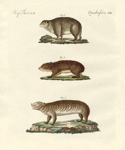 Different Kinds of Fat Animals