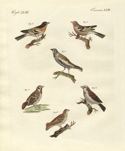 Different Kinds of Larks by German School