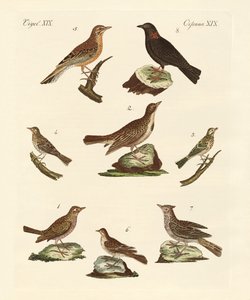 Different Kinds of Larks