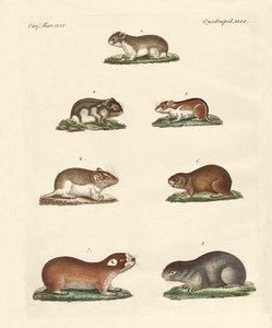 Different Kinds of Mice by German School