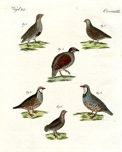Different Kinds of Partridges