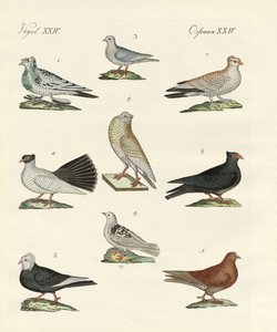 Different Kinds of Pigeons