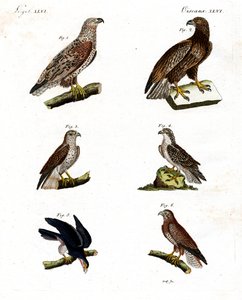Different kinds of raptors by German School