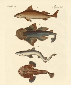 Different Kinds of Sharks by German School