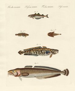 Different Kinds of Shellfish by German School