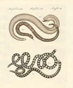 Different kinds of snake by German School