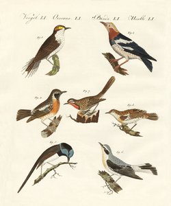 Different Kinds of Warbler