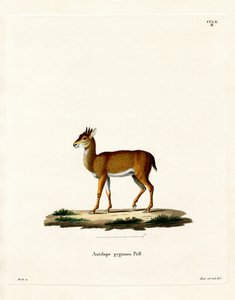 Dik-dik by German School