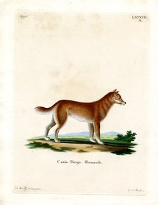 Dingo by German School