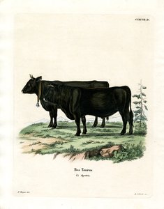 Domestic Cattle by German School