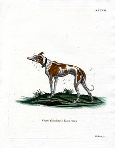 Domestic Dog by German School