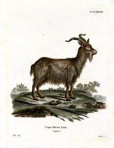 Domestic Goat