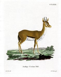 Dorcas Gazelle by German School