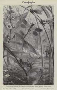 Dragonflies by German School