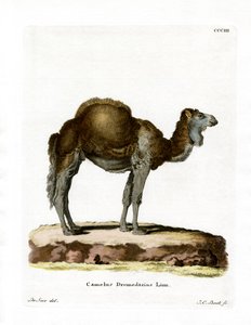 Dromedary