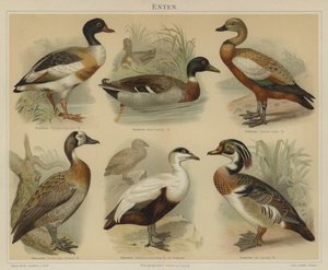 Ducks by German School