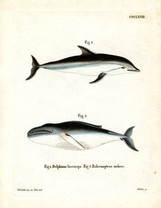 Dusky Dolphin by German School