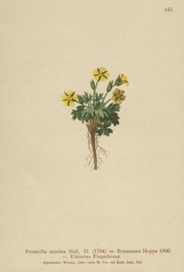 Dwarf Cinquefoil