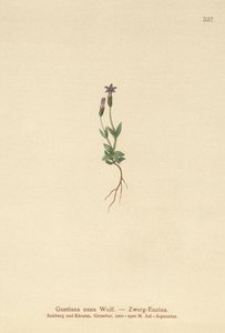 Dwarf Gentian