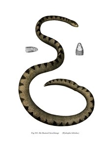 Dwarf Seasnake