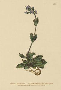 Dwarf Blue Speedwell by German School