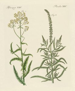 Dye Plants