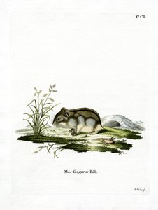 Dzhungarian Dwarf Hamster by German School