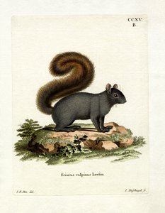 Eastern Fox Squirrel by German School