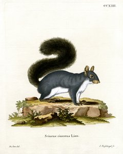 Eastern Gray Squirrel by German School