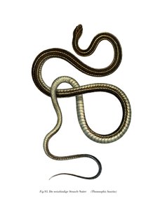 Eastern Ribbonsnake