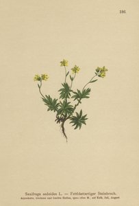Eastern Saxifrage by German School