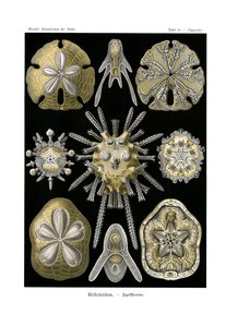 Echinidea, 1899-1904 by German School
