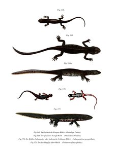 Edough Peninsula Ribbed Newt by German School