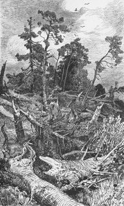 Effects of a Hurricane by German School