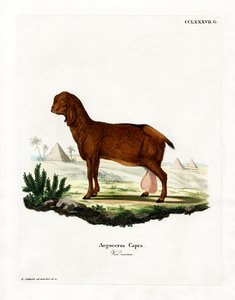 Egyptian Goat