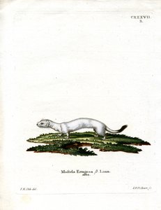 Ermine by German School