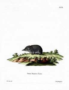Eurasian Shrew by German School
