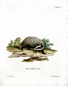 European Badger by German School