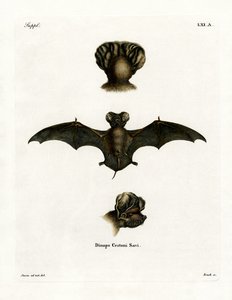European Free-tailed Bat