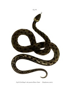European Grass Snake by German School