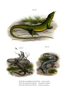 European Green Lizard