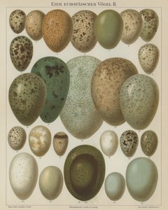 European birds