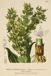 False Helleborine by German School