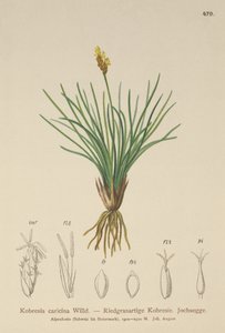 False Sedge by German School